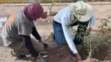 Reforestaci�n Hermosillo