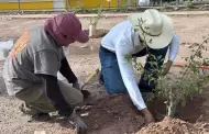Hermosillo respira con d�ficit; hay 20 personas por cada �rbol