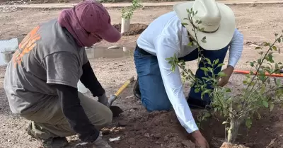 Reforestaci�n Hermosillo