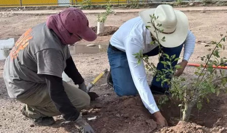 Reforestaci�n Hermosillo