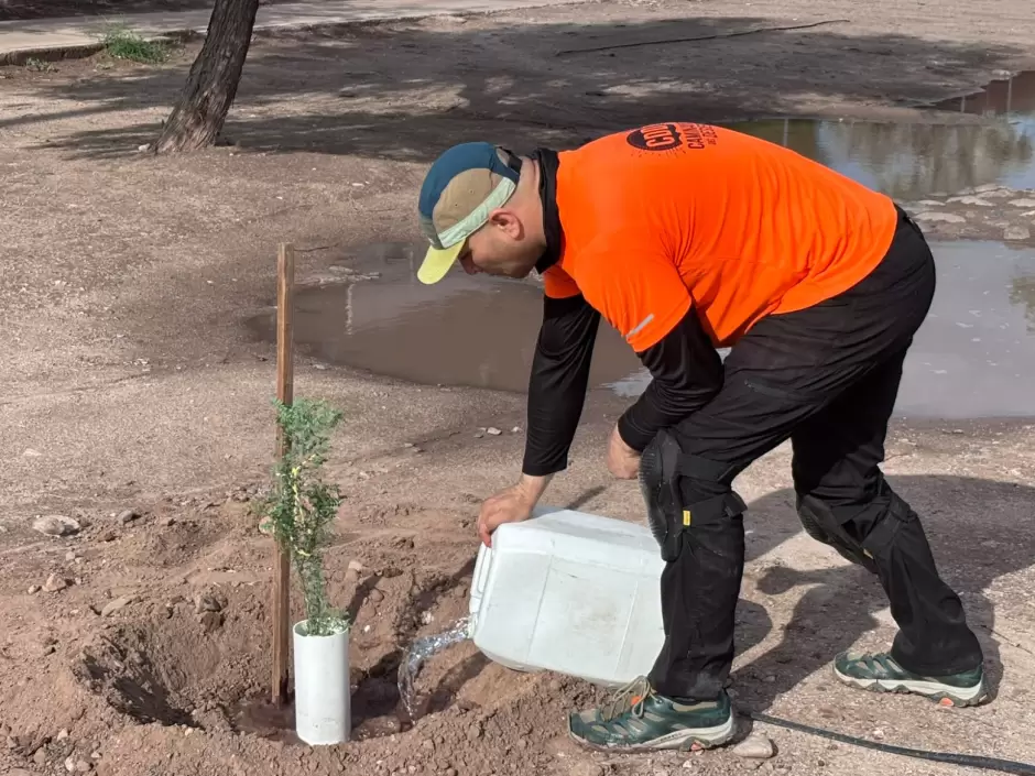 Reforestación Hermosillo