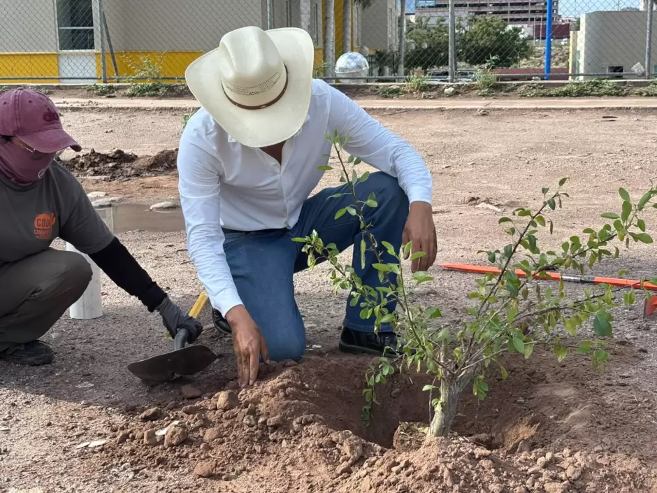 Reforestación Hermosillo