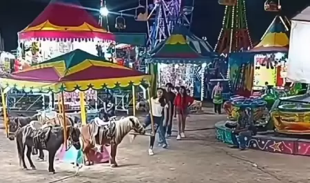Poni
