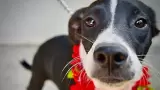 Mascota / Perro