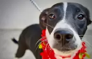 Buscan hogares para perros y gatos en feria de adopciones
