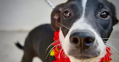Mascota / Perro