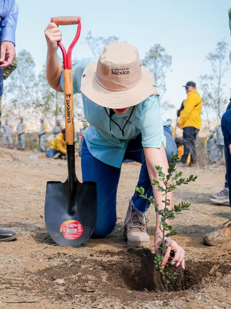 Participa BC en la Jornada Nacional de Reforestaci�n 2026.