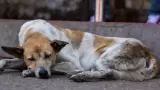 Maltrato animal