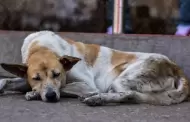 �Alza la voz contra el maltrato animal en Sonora!