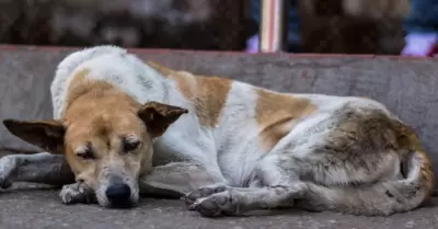 Maltrato animal