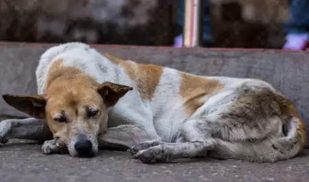 Maltrato animal