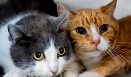 Invitan a brindar un hogar a 68 perros y 12 gatos.