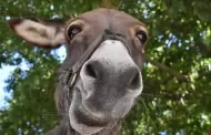 El burro de Morales