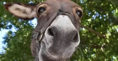 Burro