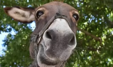 Burro
