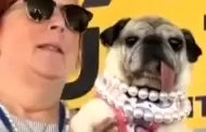 Perrita pug es declarada como la "m�s fea del mundo"