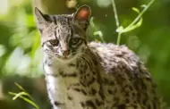Profepa asegura tigrillo, felino en peligro de extinci�n, en domicilio de Oaxaca