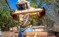 M�xico, entre los principales exportadores de miel