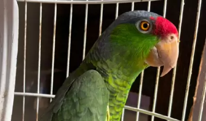 Loros en peligro de extinci�n