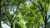 �rboles