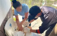 Sonora refuerza combate a rickettsia con fumigaciones