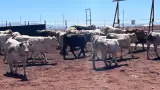 Revisi�n de ganado