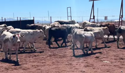 Revisi�n de ganado