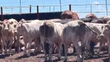 Gusano barrenador en Sonora