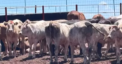 Gusano barrenador en Sonora