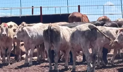 Gusano barrenador en Sonora