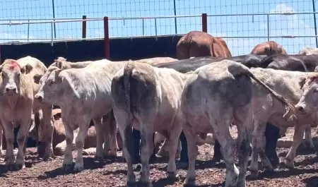 Gusano barrenador en Sonora