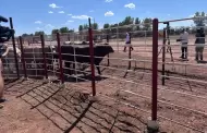 Se reabre la frontera por Sonora al ganado mexicano
