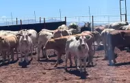 Aumentan casos de gusano barrenador en Sonora