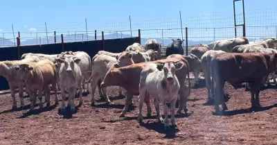 Gusano barrenador en Sonora