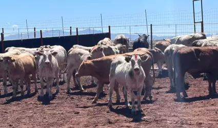 Gusano barrenador en Sonora