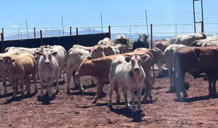 Gusano barrenador en Sonora