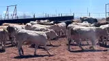 Ganado