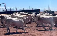Sube a siete los casos de gusano barrenador en Sonora