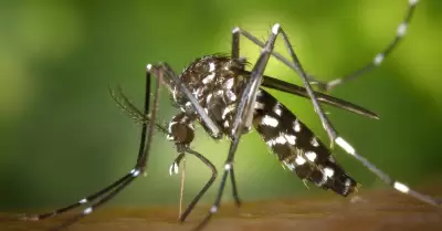 Mosquito