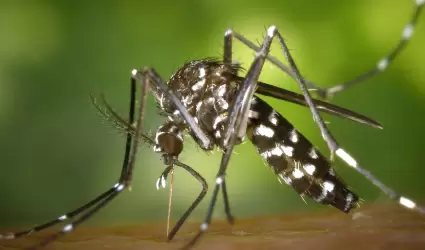 Mosquito