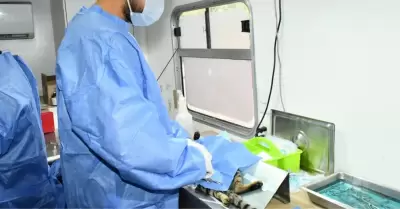 Castraci�n para perros y gatos