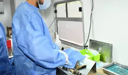 Castraci�n para perros y gatos