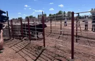 Falla t�cnica frena exportaci�n de ganado por Agua Prieta