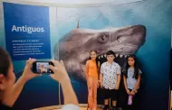 �Tiburones invaden el MUSAS!