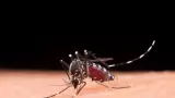 Dengue