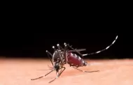 Refuerza Salud Sonora prevenci�n del dengue despu�s de las lluvias