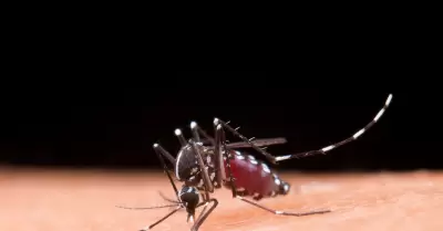Dengue