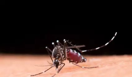 Dengue
