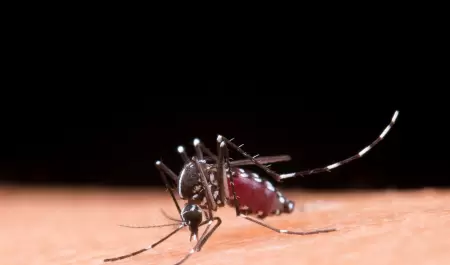 Dengue