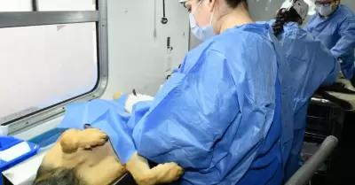 castraci�n gratuita para perros y gatos